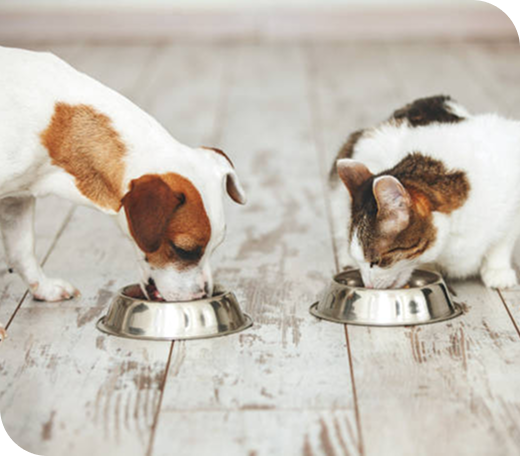 chien chat mangent gamelle