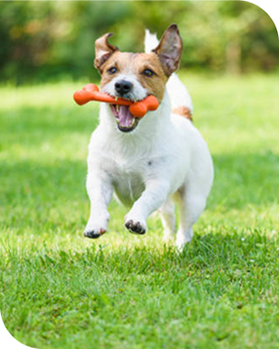 chien course jouet gueule