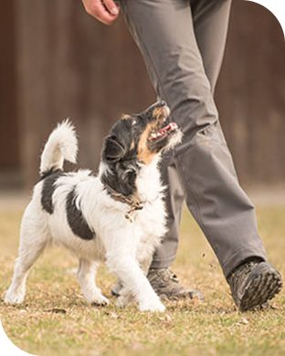 chien marche aux pieds