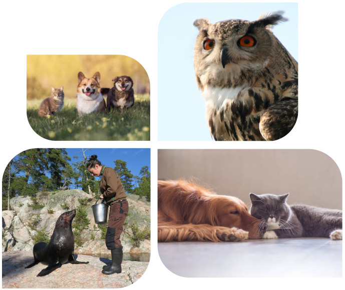 chiens chats hibou phoque laura riem