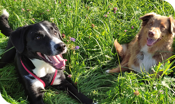 deux chiens herbe