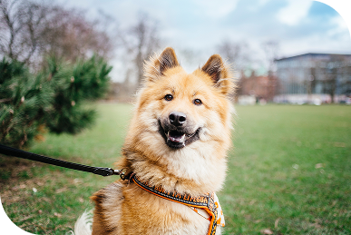 joyeux chien marchant au parc