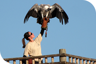 laura riem porte vautour