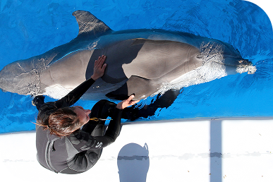 laura riem soigne dauphin