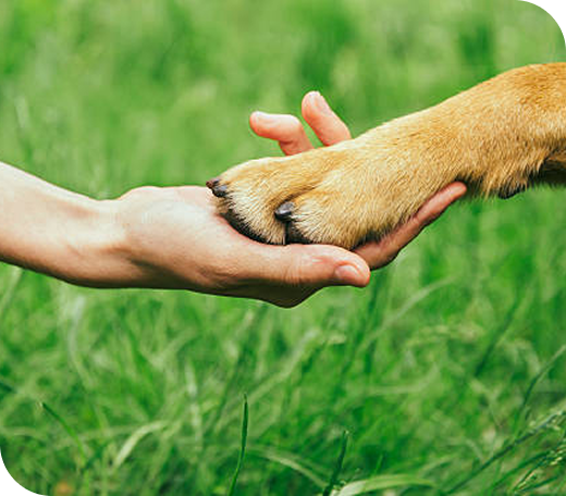 patte chien dans main
