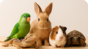 perroquet lapin cochindinde coteacote