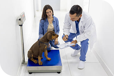 veterinaires soignent chien